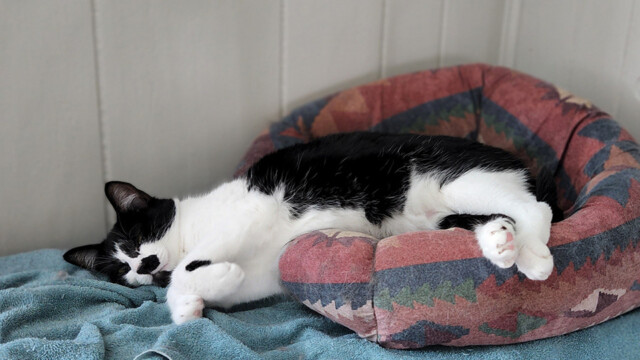 LFFAC Non-profit Feral Cat TNR Organization