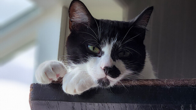 LFFAC Non-profit Feral Cat TNR Organization
