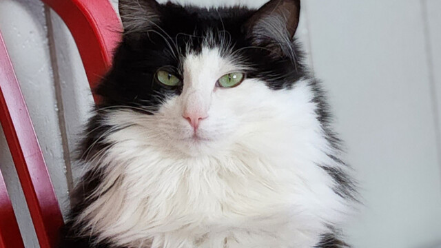 LFFAC Non-profit Feral Cat TNR Organization
