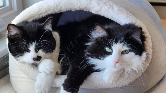 LFFAC Non-profit Feral Cat TNR Organization