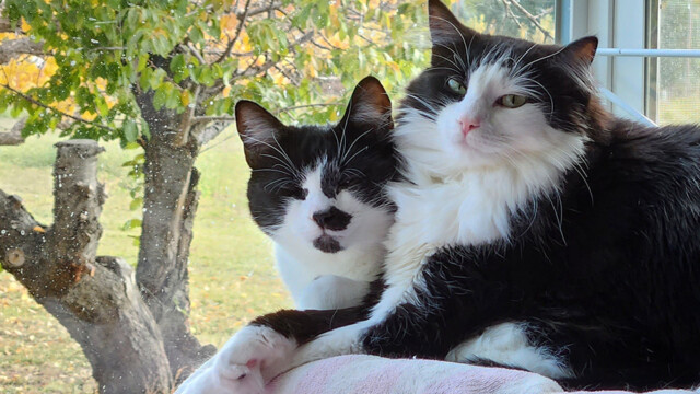 LFFAC Non-profit Feral Cat TNR Organization