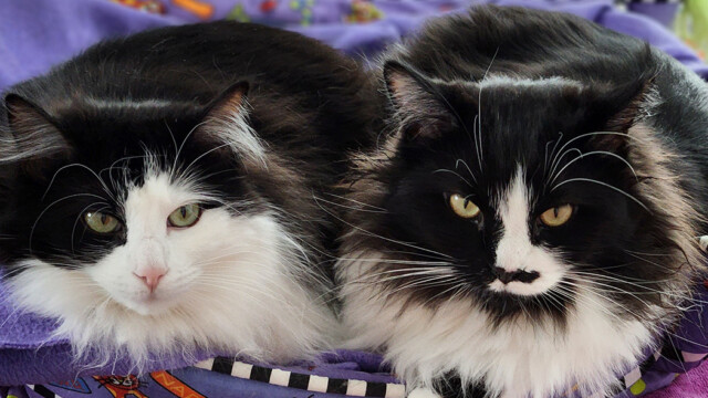 LFFAC Non-profit Feral Cat TNR Organization