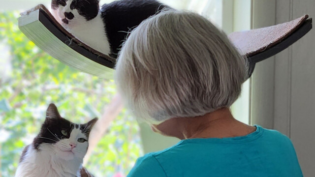 LFFAC Non-profit Feral Cat TNR Organization