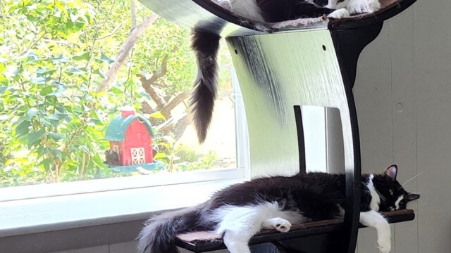 LFFAC Non-profit Feral Cat TNR Organization
