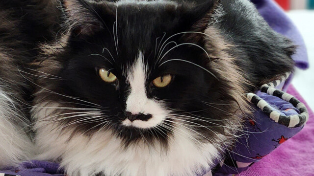LFFAC Non-profit Feral Cat TNR Organization