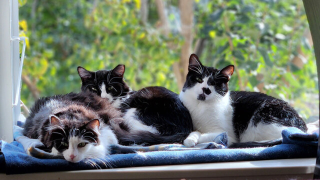 LFFAC Non-profit Feral Cat TNR Organization