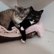 Pip & Jade
