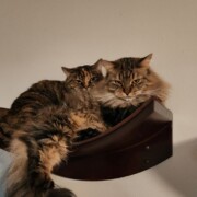 Jazzy & Rex
