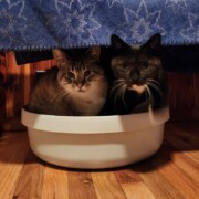 Pip & Jade
